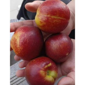 [초특가할인] 30년장인특별농법 극bix초고당도 산지직송 신비복숭아, 1박스, 2kg / 20과 내외