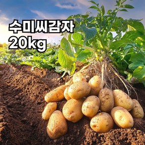 강원도 정품 수미 씨감자 보급종 감자씨 종자, 1박스, 20kg