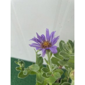 [다온야생화] N5314 보라해국 (10cm) [랜덤], 1개