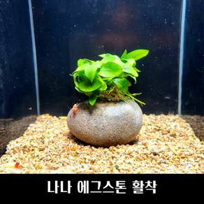 [수초몰] 나나 에그스톤 활착 / 음성 수초 새우 구피 활착, 1개