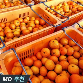 첫출하 노지귤 제주감귤 밀감 중대과 귤한박스 3kg 1박스