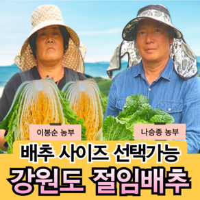 [강원도 고랭지 절임배추 산지직송] 국산 소금 100% 프리미엄 황금 김장 절인배추 고냉지 5 10 20 kg 산지직송 예약