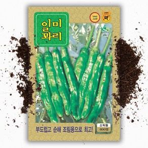 안매운 꽈리고추씨앗 600립 일미꽈리 고추 씨 종자, 1개