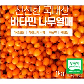 비타민 열매 산자 열매 생과1KG 강원도 청정지역 수확, 1개, 1kg