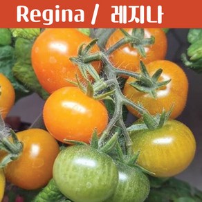 레지나 Regina 희귀 키작은 토마토 수경재배 앉은뱅이 토마토 교육용 체험용키우기 세트, 1개