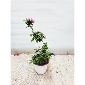 아지리아철죽영산홍꽃괸엽식물높이60cm폭15cm, 1개