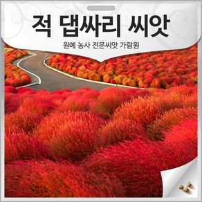 적 댑싸리 씨앗 댑사리 종자 댑싸리씨 뎁싸리 1000알, 1개