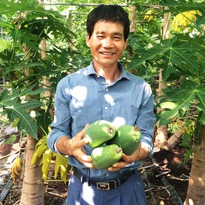 강진농장 장흥 그린파파야 3kg GreenPapaya 옐로우파파야 3kg