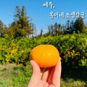 봄이네농장 제주 고당도 노지조생 감귤 3KG 5KG 10KG