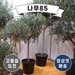 (나무85) 올리브 스탠드형 키 60cm 내외, 1개