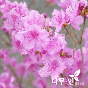 [나무인] 진달래 5개 개화주 분뜨기