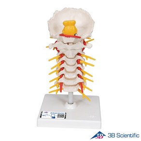 3B Scientific 인체모형 골격모형 A72 경추 Cevical Spinal Column, 상세페이지 참조