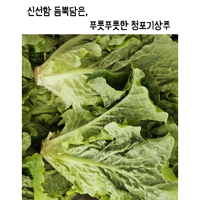 [임가네농산] 포기상추 상추 상추쌈 쌈채소 상추 꽃상추 국내산 포기상추 청포기상추, 1개, 4kg