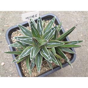 [수암다육] 세설금 랜덤발송 Agave Victoia Reginae 군생 묵은둥이 다육 다육이 다육식물 Succulent 반려식물 국민다육 선인장 미니선인장, 1개