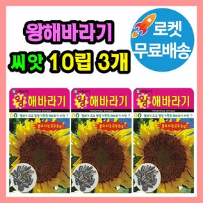 왕해바라기 꽃 씨앗 해바라기 꽃씨 종자, 3개