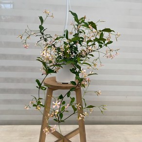 [다은꽃농원]핑크 백화등 바람개비꽃 자스민 마삭줄 키우기쉬운 실내공기정화식물 인테리어, 1개