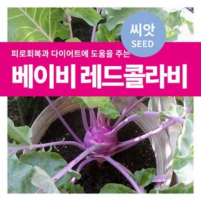 마이플랜트 샐러드 채소 베이비 레드콜라비 씨앗 10g, 1개