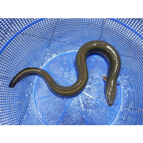 자연산민물장어 뱀장어 1마리 자연산장어 자연산 민물장어 장어즙 중탕 장어구이 (조업당일 발송상품), 자연산 민물장어(뱀장어) 1kg (2-3마리내외), 1개, 자연산장어1kg