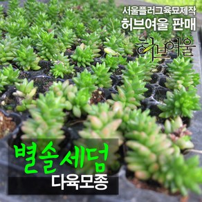 [허브여울모종] 별솔세덤 모종 (노지월동/흰색꽃) 서울육묘생산 정품모종, 10개