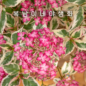 무늬산수국 유포리아 핑크 [1개 복남이네야생화 모종 목수국 산수국 hydangea], 1개