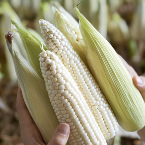 [Non-GMO] 강원도 햇 찰옥수수 삶은 냉동 찐옥수수, 9개