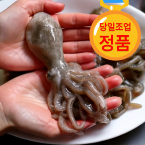 [당일어획] 제철 활 쭈꾸미 국내산 알배기 생물, 1개, 당일어획 활 쭈꾸미 1kg