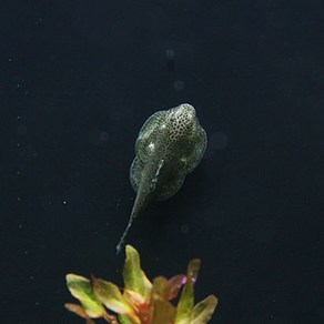보루네오 플레코 4cm (가오리 비파) [2마리], 1개, 10g