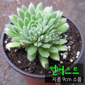 [허브여울바위솔] 바위솔모음 (노지월동/모종) 지름 9cm 소품 & 15cm 중품 다육화분, 썬버스트, 1개