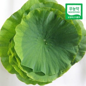 [산지직송] 무농약 자연산 연잎 20장, 1개