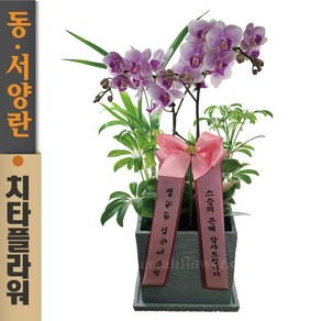 치타플라워 서양란 미니 핑크 호접 레이 [sn04-A051701] 승진 축하 개업 화분 서양난 동양난 동양란 전국 배송