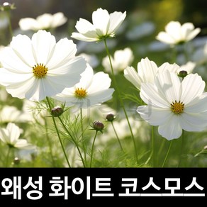 화이트 코스모스 씨앗 꽃 종자 꽃씨 꽃씨앗 씨 200알