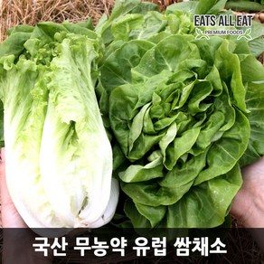 이츠올잇 유럽 샐러드 쌈 채소 모듬 1kg 프리미엄 상추 야채 로메인 이자벨 버터헤드, 1개