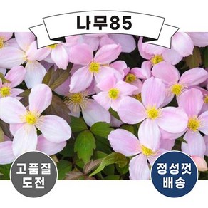 (나무85) 클레마티스 몬타나 루벤스 p9