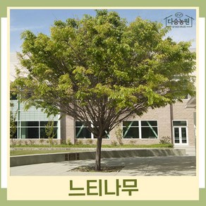 느티나무 묘목 R2cm(분) 1개