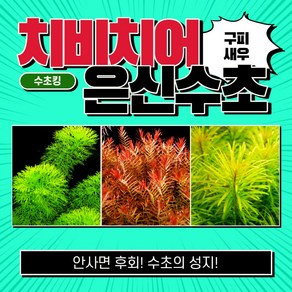 [수초킹] 치비치어 은신수초 3종 3종 15촉(자이언트암브리아2촉+인디카10촉+쿠바3촉) / 초보 수초 구피 어항 꾸미기, 1세트