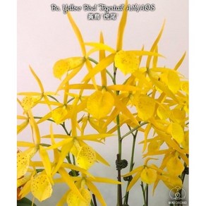 [신라난농원]카틀레야원종.A3번.Bc.Yellow Bid Tigetail.개화주.예쁜노랑색.예쁜꽃모양.고급종.귀한품종.인기상품.필독뒷사진참고., 1개