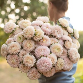 과꽃 레이디코럴 샤모아/라벤더 절화 (꽃씨앗/10립) Aster lady coral