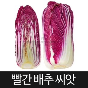 빨간 배추씨앗 배추 씨앗 빨강 cabbage seed 100알