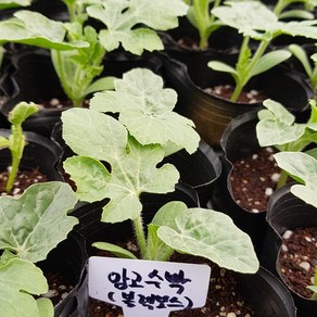 [모종모종]망고수박(작은컵2주) (블랙보스수박 모종) (1주 주문하시면 2주 배송합니다 )희귀모종팔아요, 1개