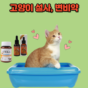 고양이설사약 고양이변비약 고양이 유산균 영양제, 분말형(60g), 1개