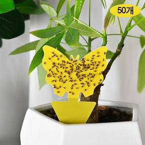 스피세프 나방파리 초파리 트랩 초파리없애는법, 50개, 3g