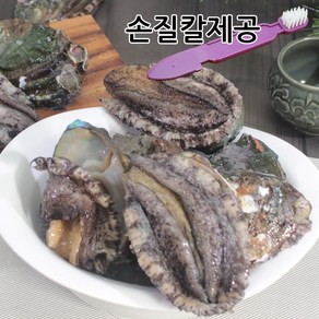 72시간 싱싱 기절하지 않는 완도전복 1kg, 1개, 35미