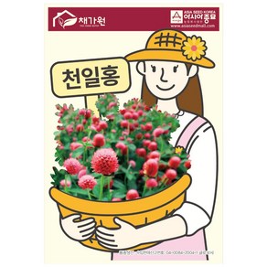 아시아종묘 씨앗 고급꽃 천일홍 1kg, 1개