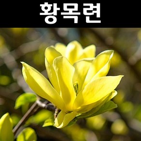 황목련 나무 묘목 R3cm내외 분묘 1개/정원수 조경수, 1개