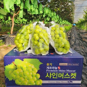 정이가 고당도 게르마늄 샤인머스켓 가정용 혼합 2kg, 1박스, 2kg(가정용 혼합)