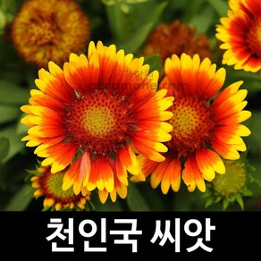 천인국 씨앗 천인국씨앗 꽃씨앗 꽃씨 종자 200알