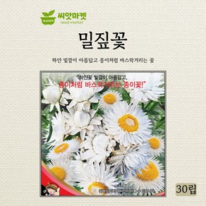 세계종묘 밀짚꽃 종이꽃 씨앗 30립, 1개