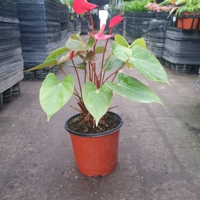 꽃백화점 안스리움 레드 소중품 20~30cm 79, 1개