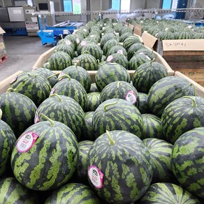 [365신선장터] 믿을 수 있는 농협 인증 고당도 *정품* 꿀수박 4-5kg, 1개