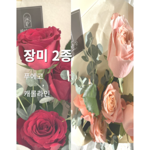 피어난곳 장미 2종 (5송이) 저렴한 꽃 꽃테리어 오늘의꽃 생화 생화꽃배송 생화꽃배달 가성비꽃집